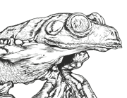 Fringed Leaf Frog (Agalychnis craspedopus) drawing