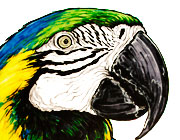 Blue-and-yellow macaw parrot drawing
