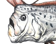 Thumbnail of Oarfish realistic drawing